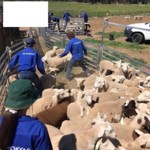 Sheep yard build and design.jpg
