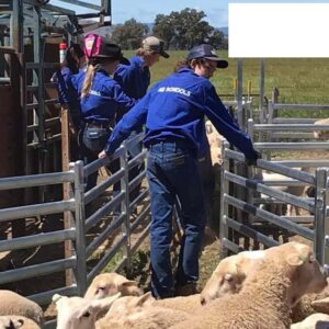 Sheep yards.jpg