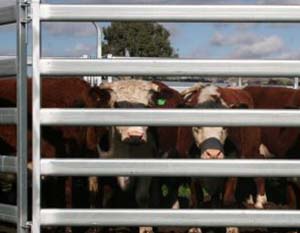 Cattle Yard