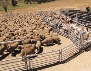 Sheep Yard